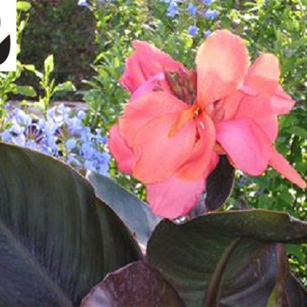 Canna Lily 