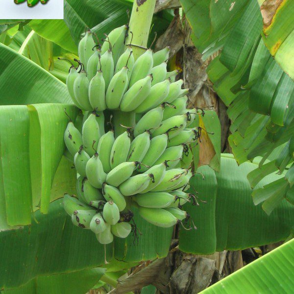 Banana Plant Musa Dwarf Namwa Banana Tree Florida Hill Nursery,Farmhouse Country Kitchen Designs With Islands