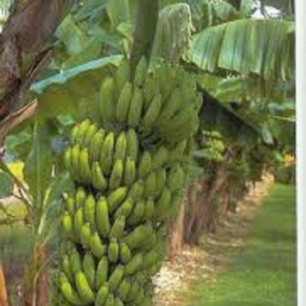 Plants 4 Banana Plants Grand Nain Includes Four 