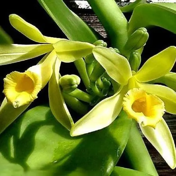 vanilla orchid planifolia plants fruit