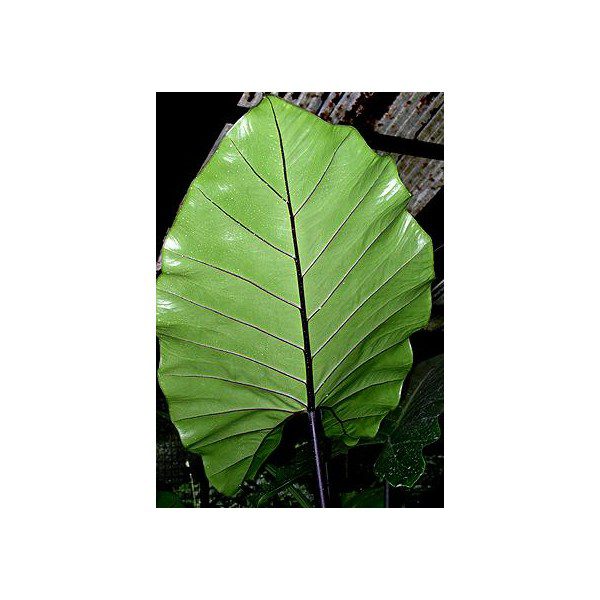 Alocasia Sumo Green