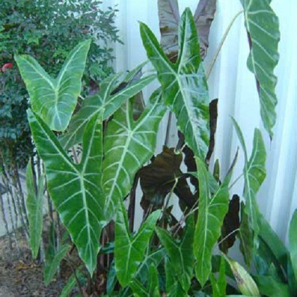 Алоказия лонгилоба фото и описание