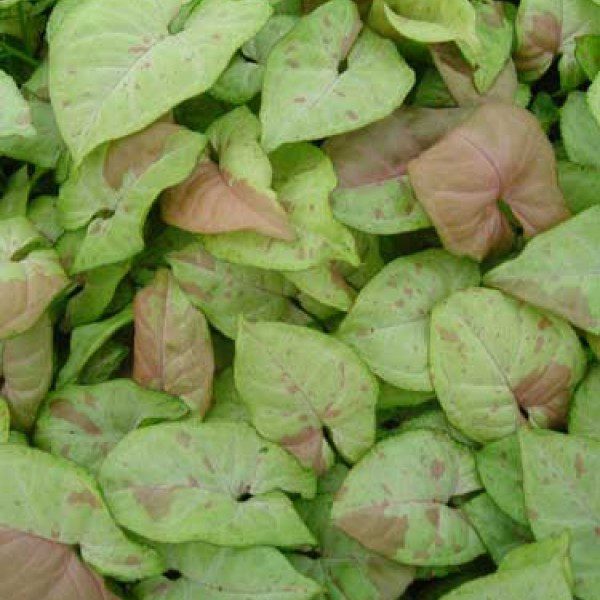 Syngonium Confetti Plant