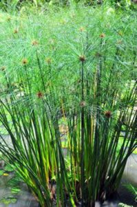 papyrus reed plant in ancient egypt