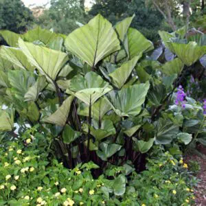 image of chicago hardy plant