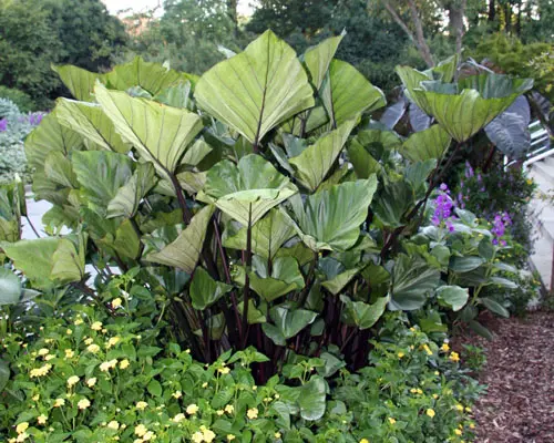 image of chicago hardy plant