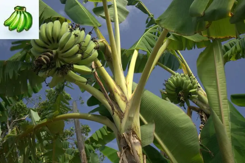 Banana Plant "Kandarian" Musa Banana Tree.