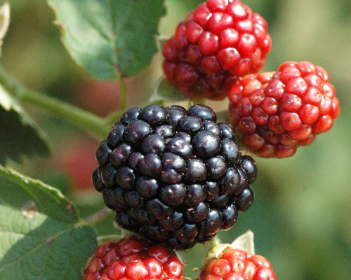 Blackberry Osage Plant