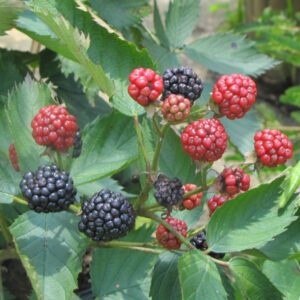 Blackberry Sweetie Pie Plant