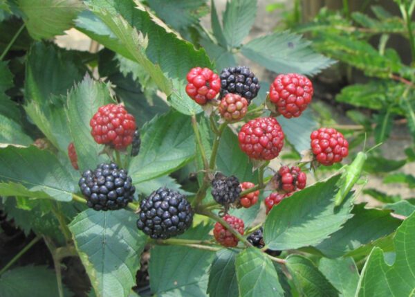 Blackberry Sweetie Pie Plant