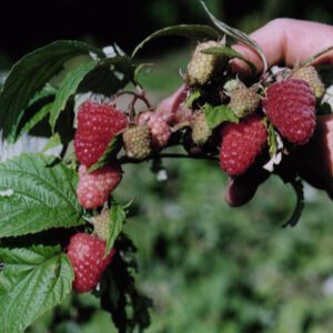 Raspberry Caroline Plant