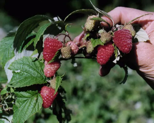 Raspberry Caroline Plant