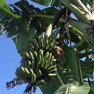 Lacatan Banana Plant