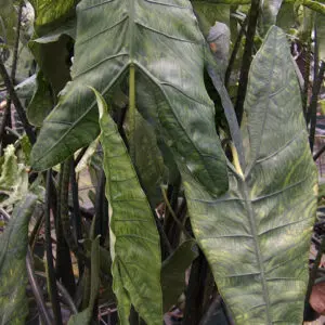 Alocasia Reticulata plant
