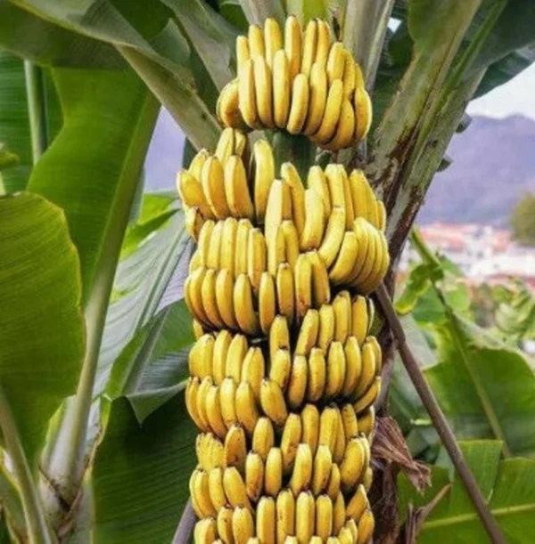 Banana Plant Kokopo