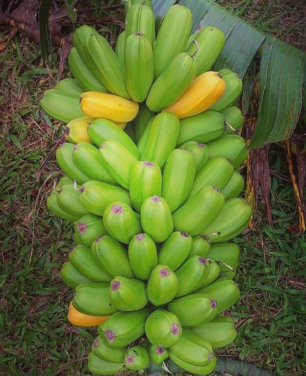 banana plant popoulu