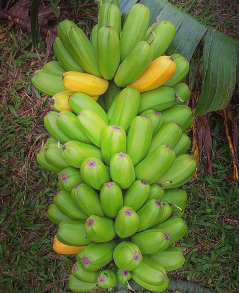 Banana Plants for sale For Sale - Florida Hill Nursery Tropical Plants