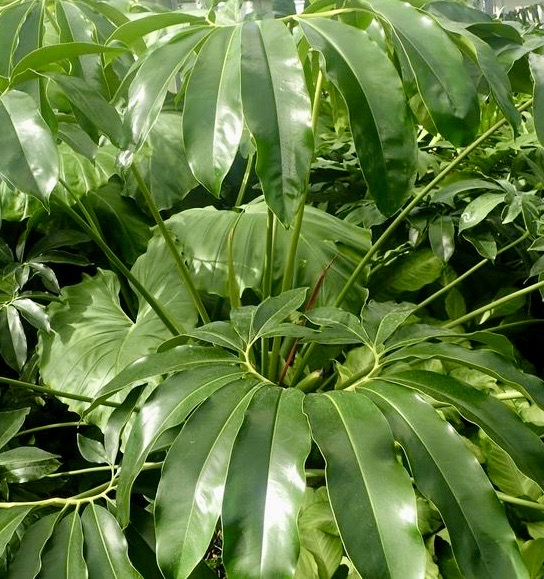 thaumatophyllum spruceanum