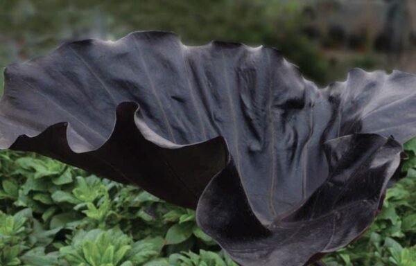 Colocasia Black Goblet